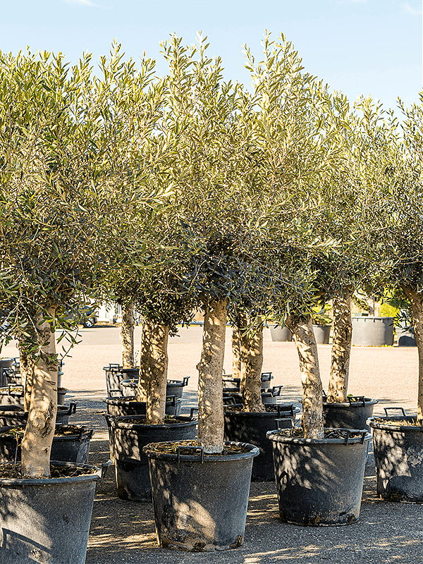 Оливковое дерево, маслина европейская - Olea europaea H50 H200