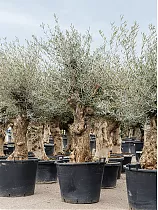 Оливковое дерево, маслина европейская - Olea europaea H70 H200