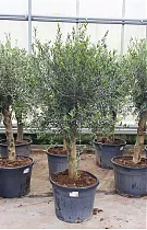 Оливковое дерево, маслина европейская - Olea europaea H55 H190