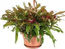 Нидуляриум - Nidularium Fire Ball D14 H30