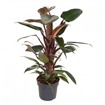Филодендрон мандианум - Philodendron Mandaianum D17 H70