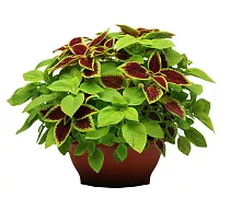 Колеус - Coleus D15 H20