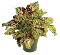 Колеус - Coleus D12 H15