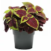 Колеус - Coleus D12 H15