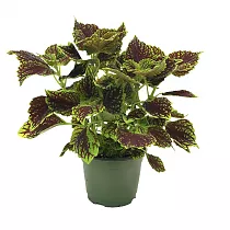 Колеус - Coleus D12 H15