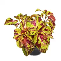 Колеус - Coleus D12 H15