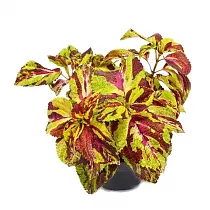 Колеус - Coleus D12 H15