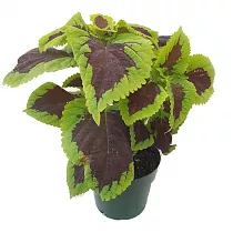 Колеус - Coleus D12 H15