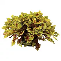 Колеус - Coleus D12 H15
