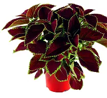 Колеус - Coleus D12 H15