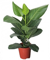 Фикус Бенгальский Андрей - Ficus benghalensis Audrey D25 H100