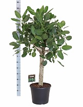 Фикус Бенгальский Андрей штамб - Ficus benghalensis Audrey D35 H150
