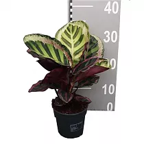 Калатея Розеопикта Анжела - Calathea Roseopicta Angela D12 H35
