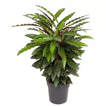 Калатея Руфибарба Вейвстар - Calathea Wavestar D27 H90