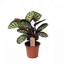 Калатея Кора - Calathea Cora D17 H45