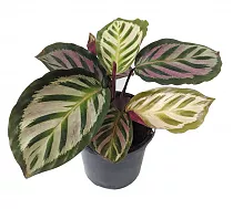 Калатея Кора - Calathea Cora D12 H35