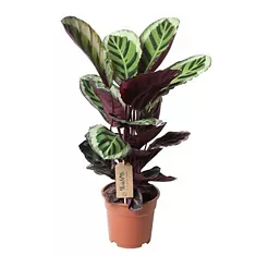 Калатея Розеопикта Анжела - Calathea Roseopicta Angela D17 H45