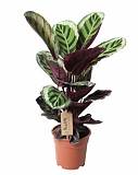 Калатея Розеопикта Анжела - Calathea Roseopicta Angela D17 H45