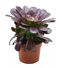 Эониум древовидный - Aeonium Arboreum D15 H25