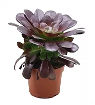 Эониум древовидный - Aeonium Arboreum D15 H25
