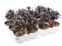 Эониум древовидный - Aeonium Arboreum D8 H15