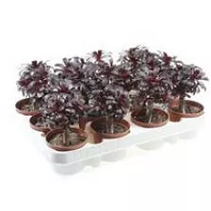 Эониум древовидный - Aeonium Arboreum D8 H15
