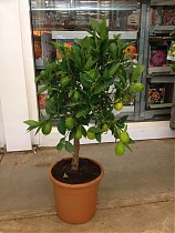 Цитрус лайм - Citrus aurantiifolia D25 H70
