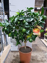 Лайм Рангпур - Citrus aurantiifolia Rangpur D22 H80