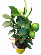 Цитрус лайм - Citrus aurantiifolia D14 H35