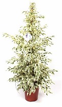 Фикус Бенджамина Старлайт - Ficus benjamina Starlight D30 H190