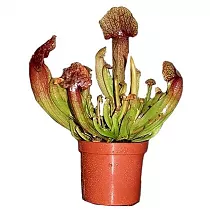 Саррацения пситтацина - Sarracenia psittacina D9 H20