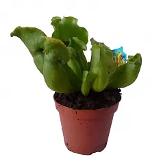 Саррацения пурпурная - Sarracenia Purpurea D9 H15