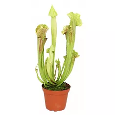 Саррацения малая - Sarracenia minor D10 H20