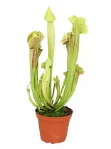 Саррацения малая - Sarracenia minor D10 H20