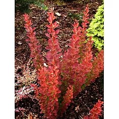 Барбарис тунберга Роузи Рокет  - Berberis thunbergii Rose Rocket D2 H20-25