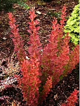 Барбарис тунберга Роузи Рокет  - Berberis thunbergii Rose Rocket D2 H20-25