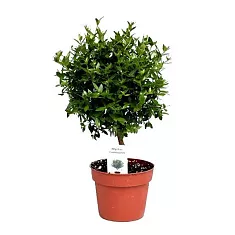 Мирт - Myrtus D12 H35