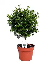 Мирт - Myrtus D12 H35