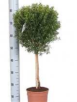 Мирт - Myrtus D17 H80