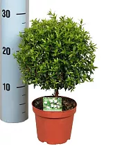 Мирт - Myrtus D12 H30