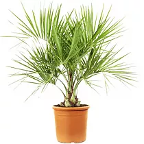 Пальма Бутия головчатая D28 H80