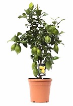Лимонное дерево - Citrus limon D25 H100