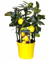 Лимонное дерево - Citrus limon D14 H40
