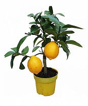 Лимонное дерево - Citrus limon D12 H30
