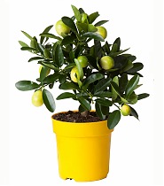 Лимонное дерево - Citrus limon D14 H35