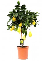 Лимонное дерево - Citrus limon D22 H90