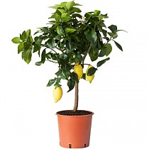 Лимонное дерево - Citrus limon D21 H60