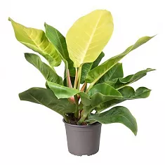 Филодендрон Мунлайт - Philodendron Moonlight D17 H50