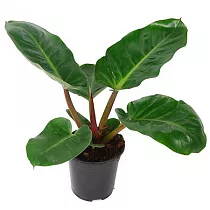 Филодендрон Мелинонии - Philodendron Melinonii D21 H70