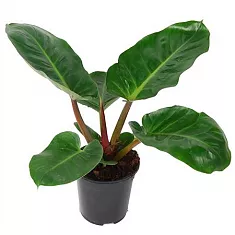 Филодендрон Мелинонии - Philodendron Melinonii D21 H70